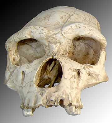 Reconstrucción del Hombre de Tautavel